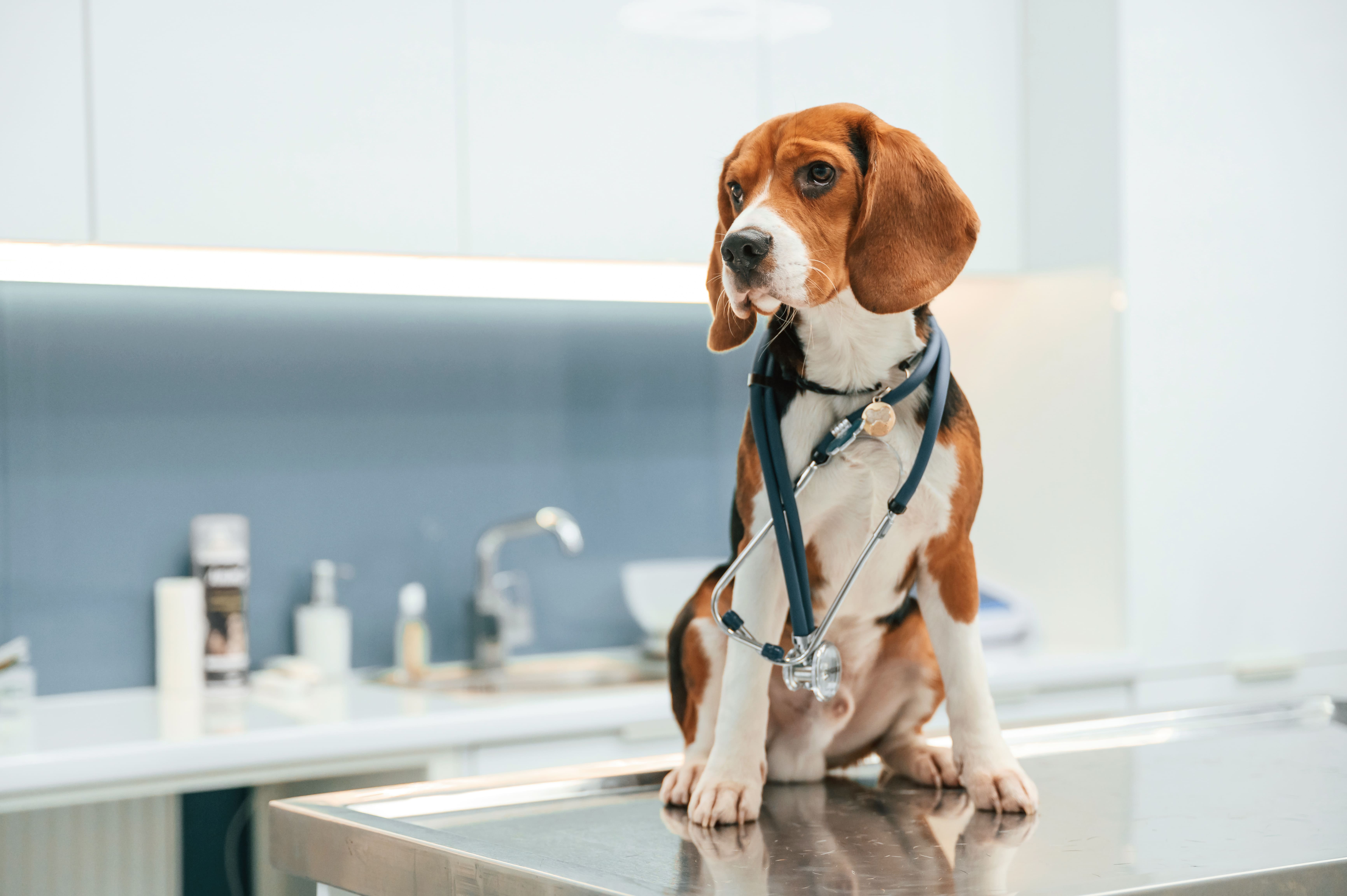 Perro en consulta