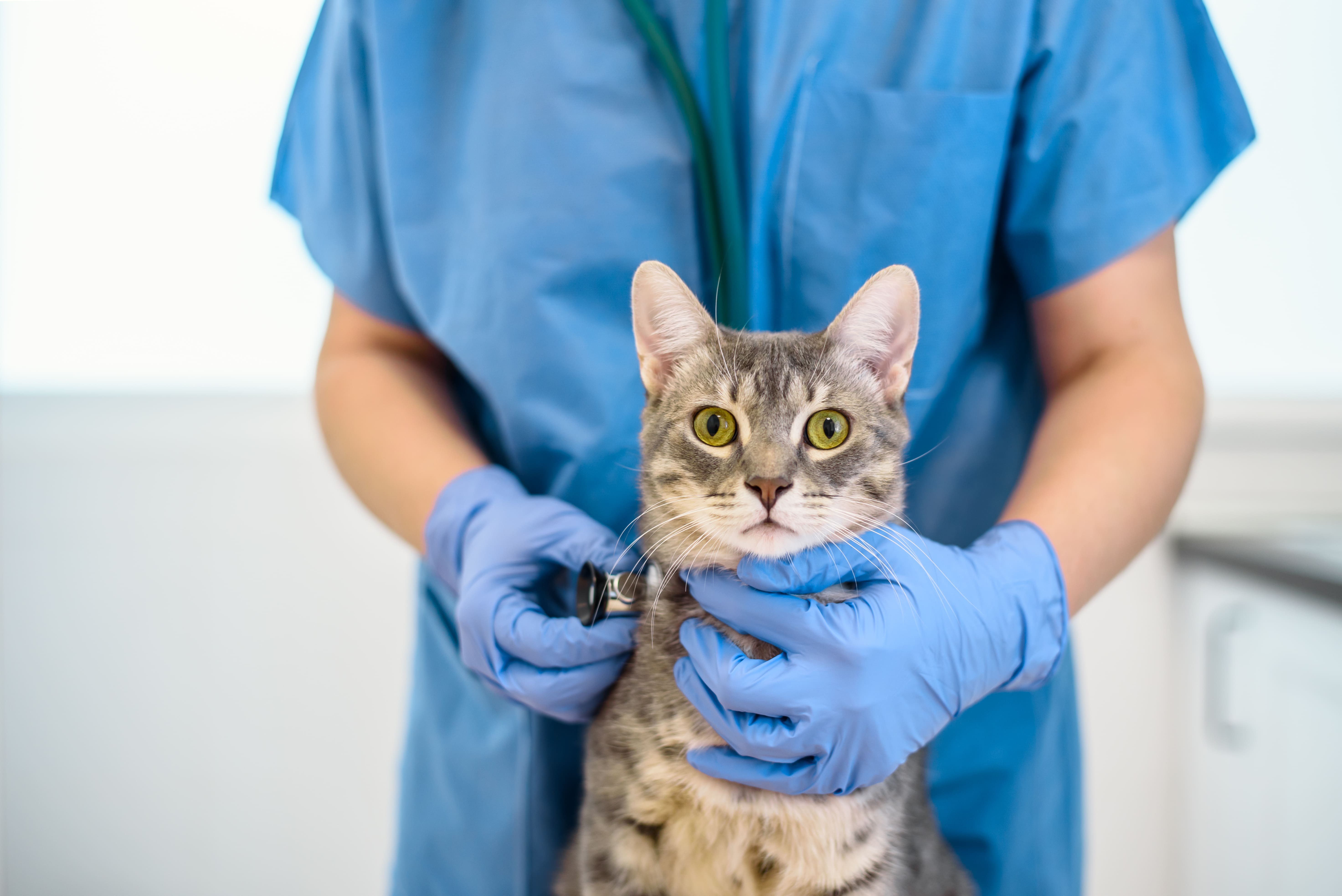 Veterinaria examinando gato